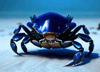 Galijula Crab